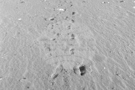 През януари на почивка в курортния комплекс „Златни пясъци“