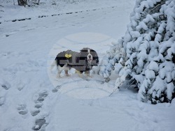 Разград - улици - сняг - почистване