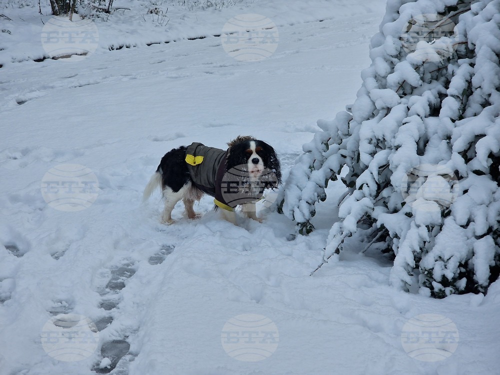 Разград - улици - сняг - почистване