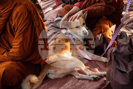 Buddhist Monks Peace Walk