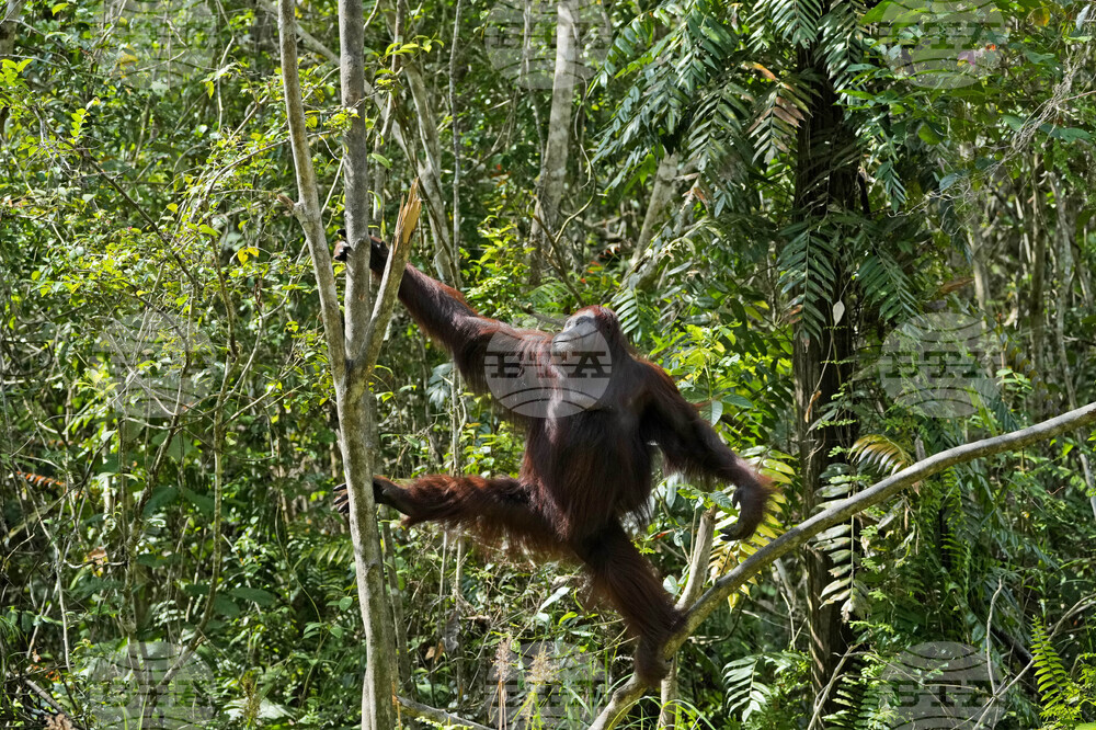 Орангутаните са в опасност, тъй като наводненията в Индонезия опустошават местообитанията им