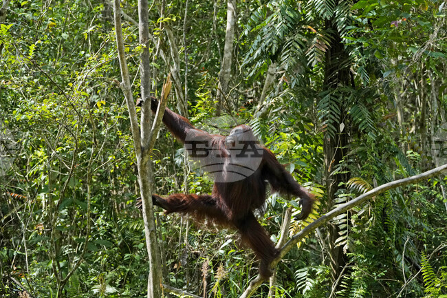 Орангутаните са в опасност, тъй като наводненията в Индонезия опустошават местообитанията им