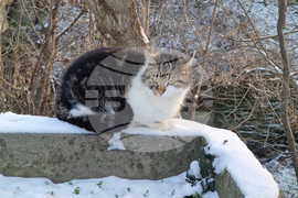 Търговище - зима - студено време