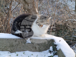 Търговище - зима - студено време