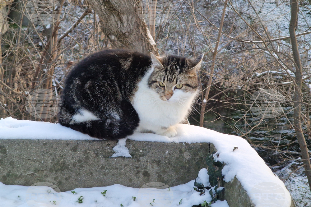 Търговище - зима - студено време