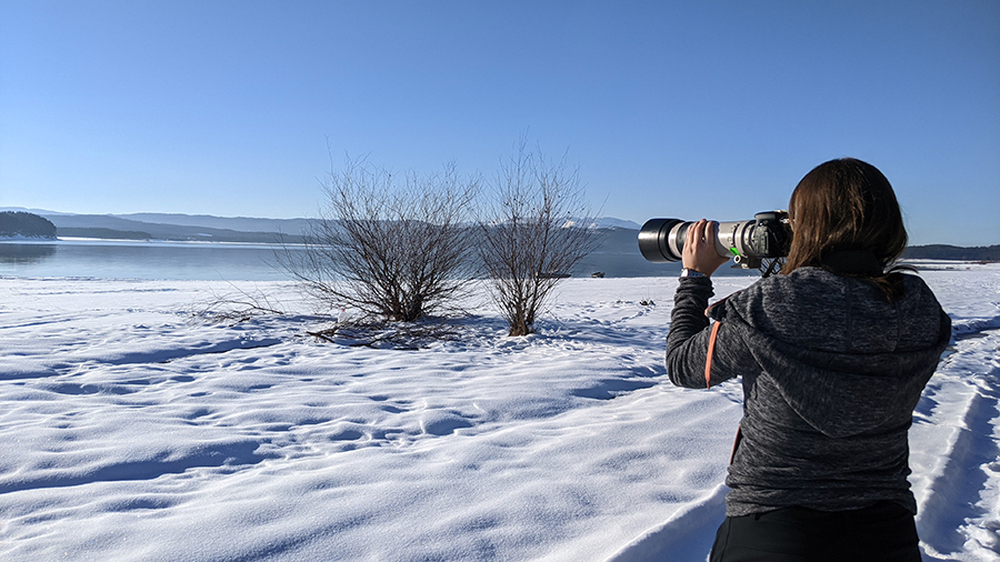 МОСВ: Юбилейното 50-то среднозимно преброяване на зимуващите водолюбиви птици ще се проведе от 15 до 18 януари
