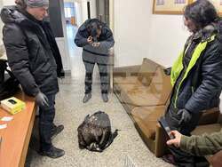 Четири черни лешояда са открити мъртви край Котел