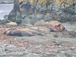 Снимка: Югозападно държавно предприятие ДП Благоевград 