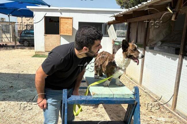 ТПС: Кроткото корги, което помогна на израелски ветеран да се излекува 