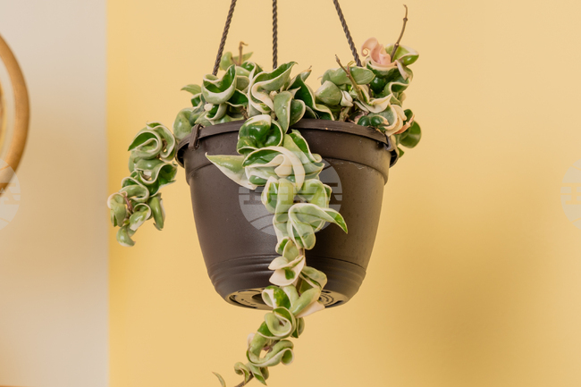 Gardening-Succulents-Unusual Leaves