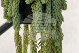 Gardening-Succulents-Unusual Leaves