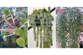 Gardening-Succulents-Unusual Leaves