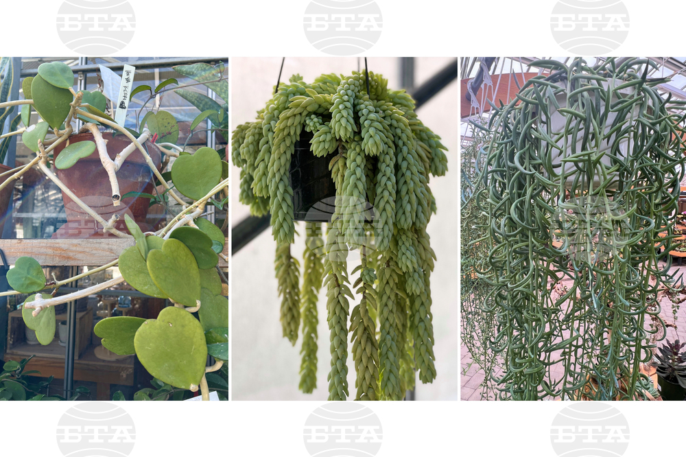 Gardening-Succulents-Unusual Leaves