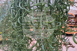 Gardening-Succulents-Unusual Leaves