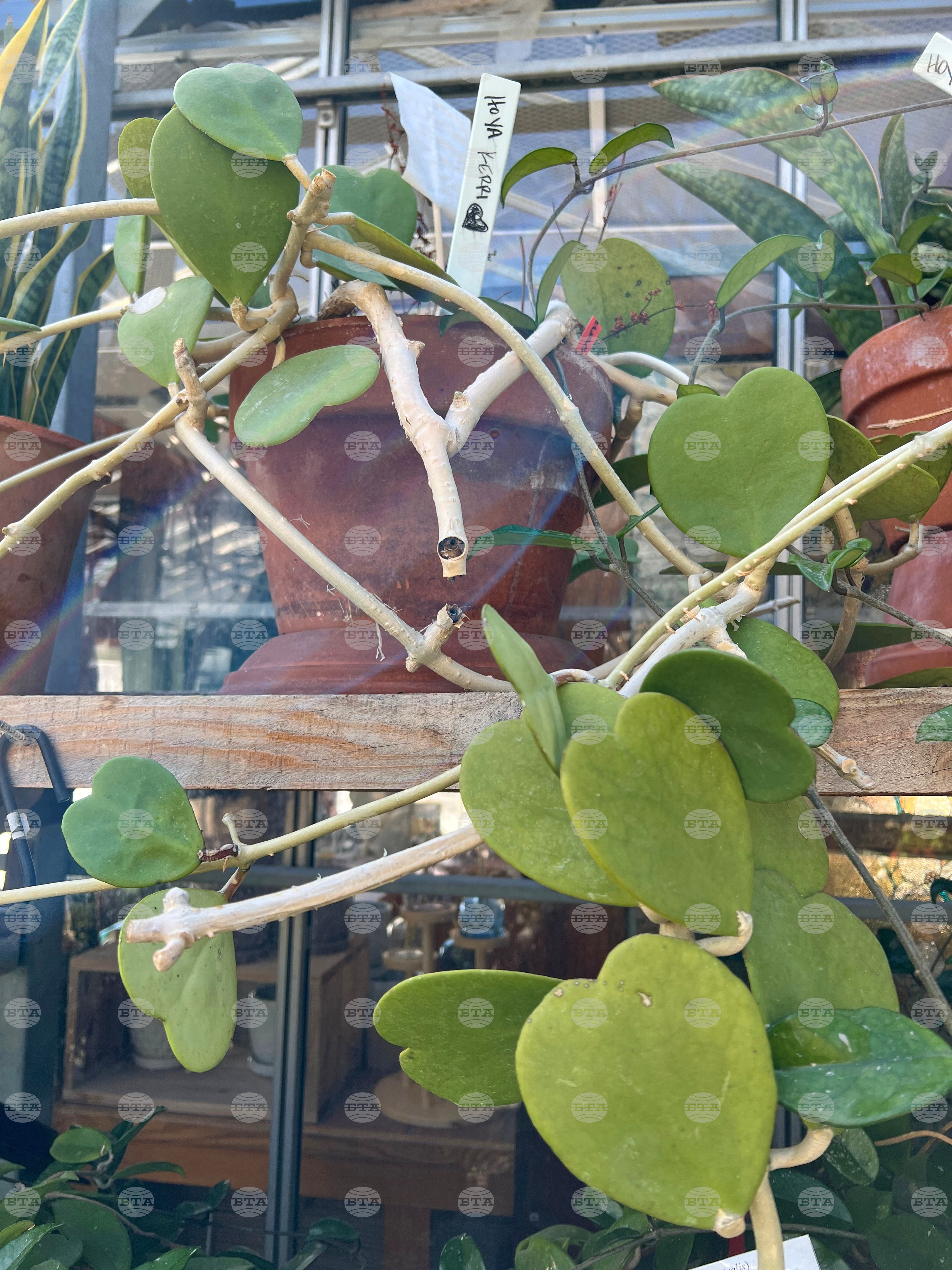 Gardening-Succulents-Unusual Leaves