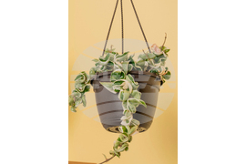 Gardening-Succulents-Unusual Leaves