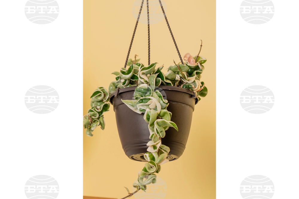 Gardening-Succulents-Unusual Leaves