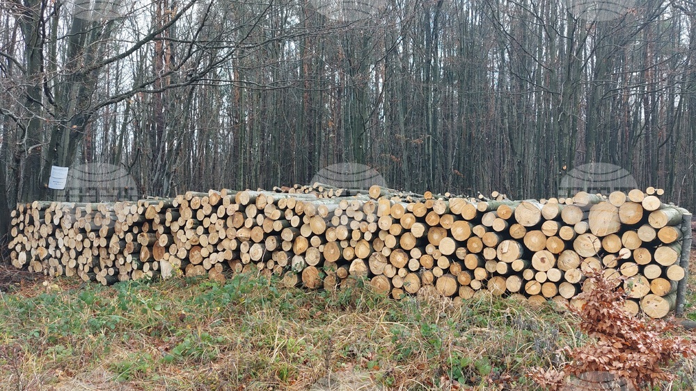 Над 68 000 куб. метра дърва за огрев са предоставени на домакинства в обхвата на Северноцентралното държавно предприятие през 2025 г.