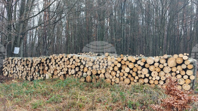 Над 68 000 куб. метра дърва за огрев са предоставени на домакинства в обхвата на Северноцентралното държавно предприятие през 2025 г.
