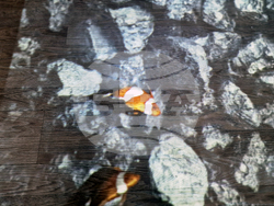 Троян - Център за подкрепа на деца и младежи с увреждания - високотехнологичен интерактивен под