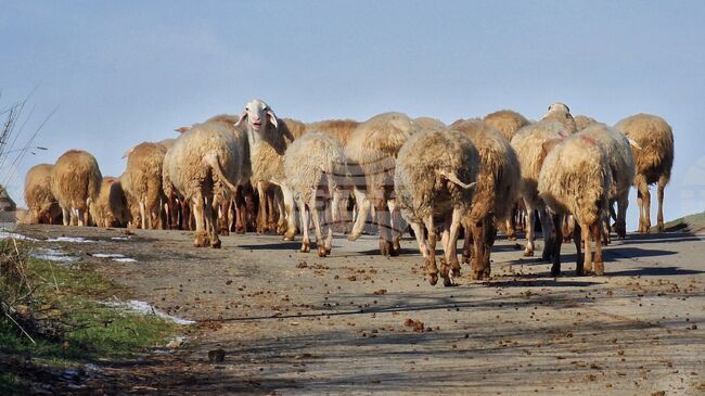 Bulgarian Food Safety Agency Launches Border Checks Amid Foot-and-Mouth Disease in Cyprus, Sheep Pox in Greece