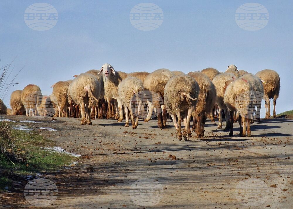 Огнище на шарка по дребните преживни животни е било установено в с. Ръжево Конаре