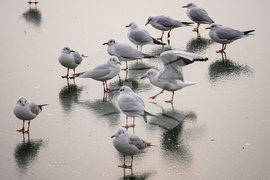 APTOPIX Romania Weather