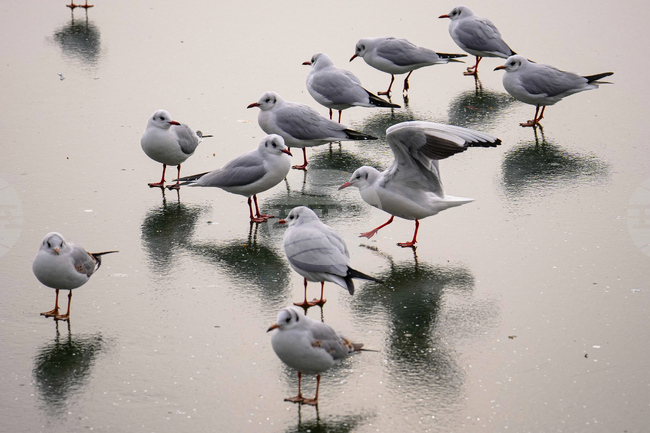 APTOPIX Romania Weather