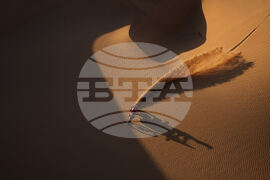 Saudi Arabia Dakar Rally