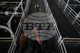 Argentina Cattle Market