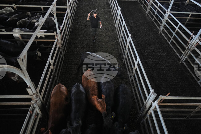 Argentina Cattle Market