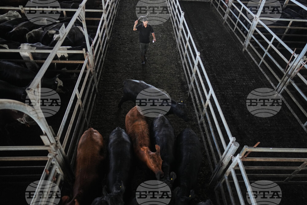 Argentina Cattle Market