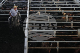 Argentina Cattle Market