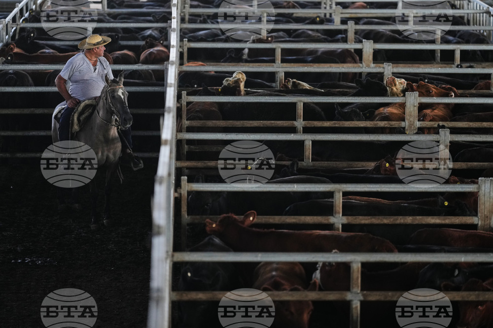 Argentina Cattle Market