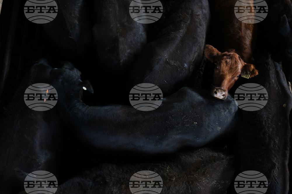 Argentina Cattle Market