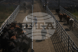 Argentina Cattle Market