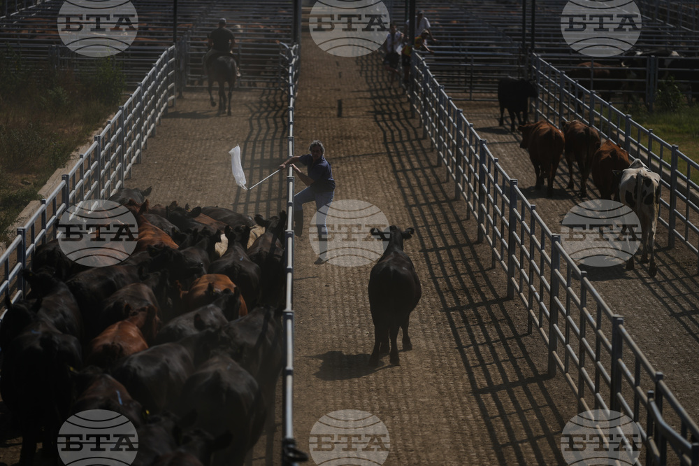 Argentina Cattle Market