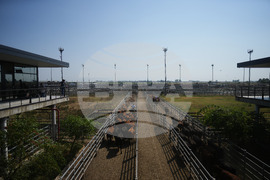 Argentina Cattle Market