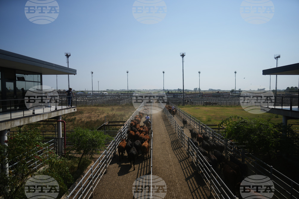 Argentina Cattle Market