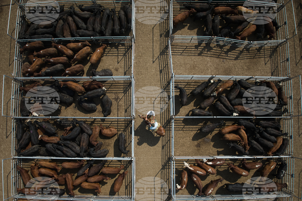 Argentina Cattle Market