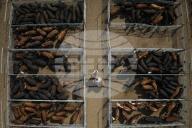 APTOPIX Argentina Cattle Market