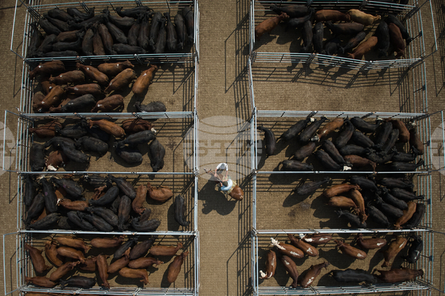 APTOPIX Argentina Cattle Market