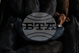 APTOPIX Argentina Cattle Market