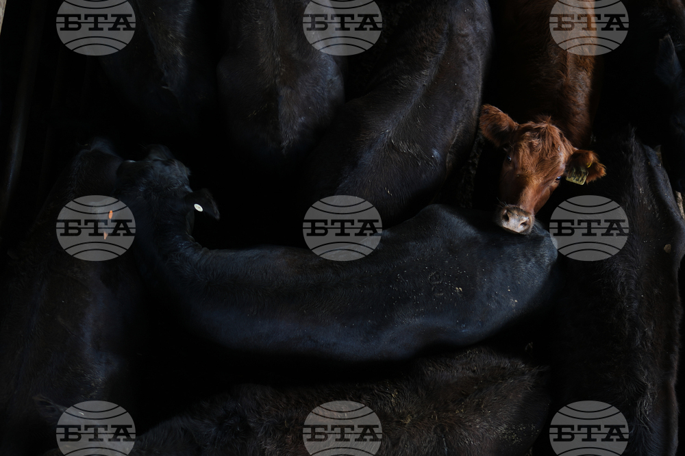 APTOPIX Argentina Cattle Market