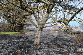 Търговище - пожар - вилна зона