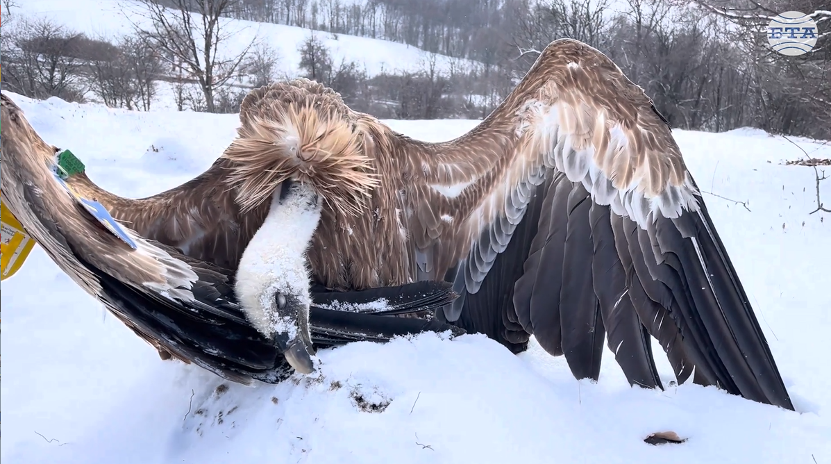 Броят на отровените лешояди в района на Котел продължава да нараства