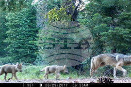 California Gray Wolves