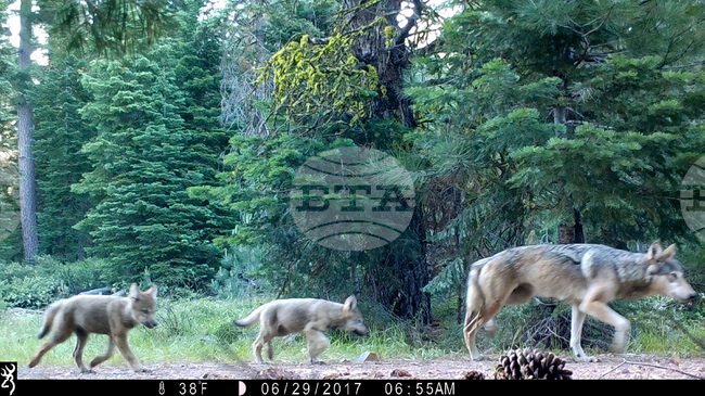 California Gray Wolves