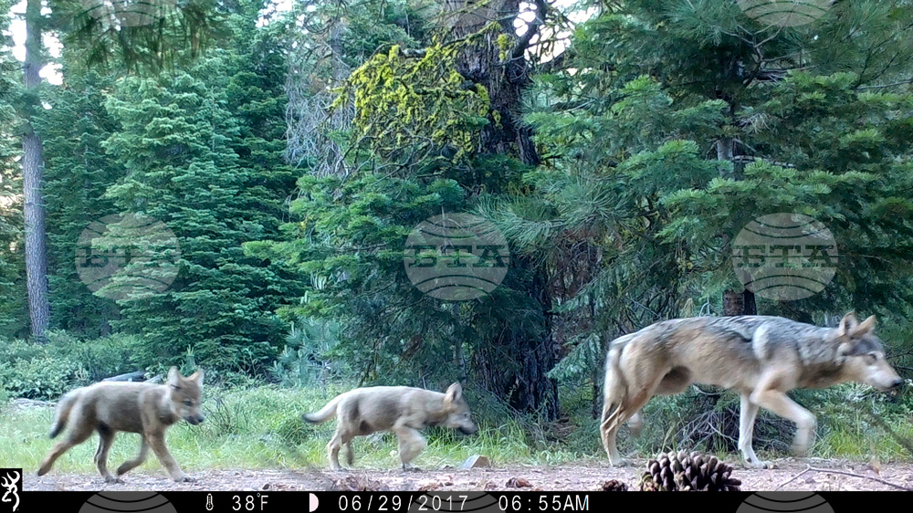 California Gray Wolves