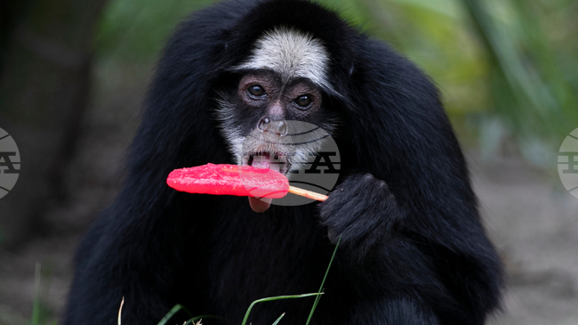 Животните в зоопарка на Рио де Жанейро получиха студени лакомства заради изключителната горещина